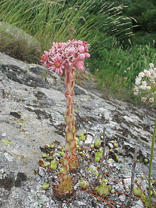 Изображение особи Sempervivum caucasicum.