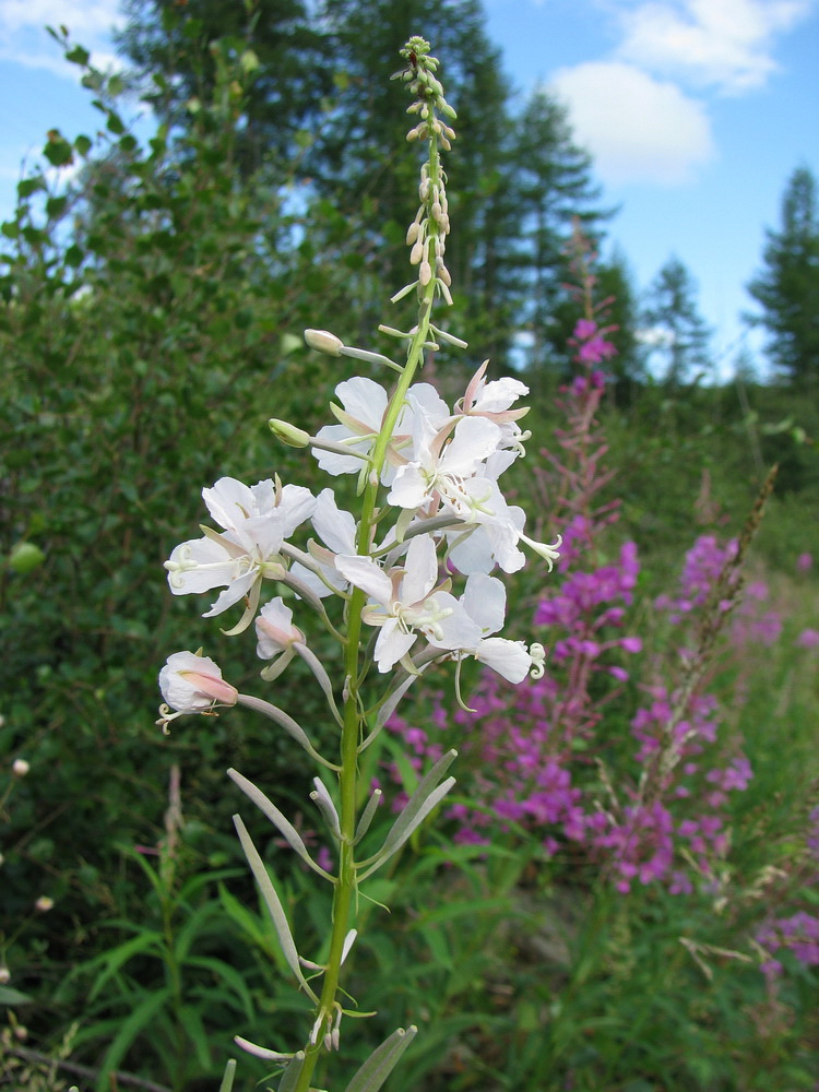 Image of Chamaenerion angustifolium specimen.