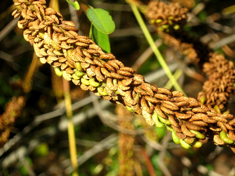 Изображение особи Amorpha fruticosa.