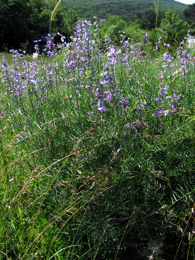 Image of Vicia elegans specimen.