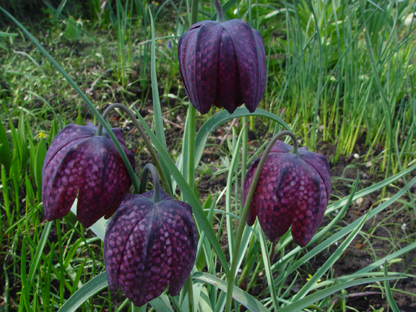 Изображение особи Fritillaria meleagris.