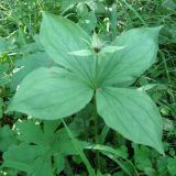 Paris quadrifolia. Плодоносящее растение. Свердловская обл., Ивдельский ГО, р. Большая Тошемка. 23.07.2009.