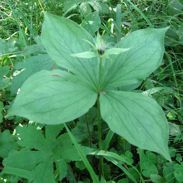 Изображение особи Paris quadrifolia.