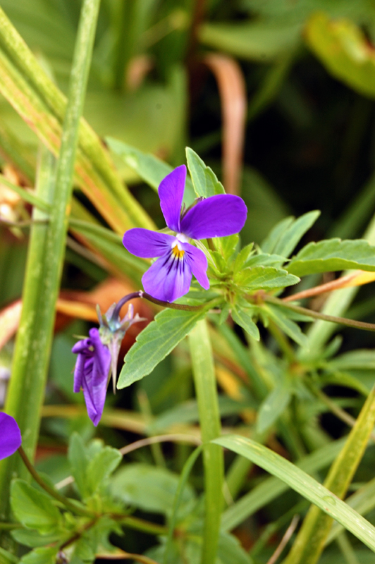 Image of Viola disjuncta specimen.