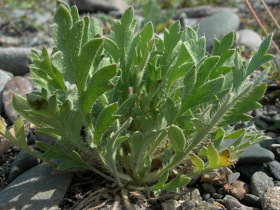 Image of Papaver setosum specimen.