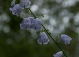 Adenophora liliifolia