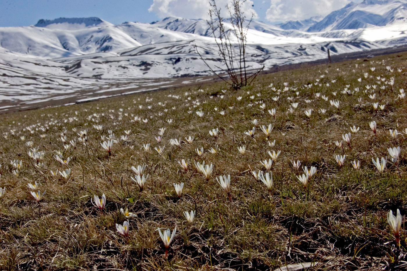 Изображение особи Colchicum kesselringii.