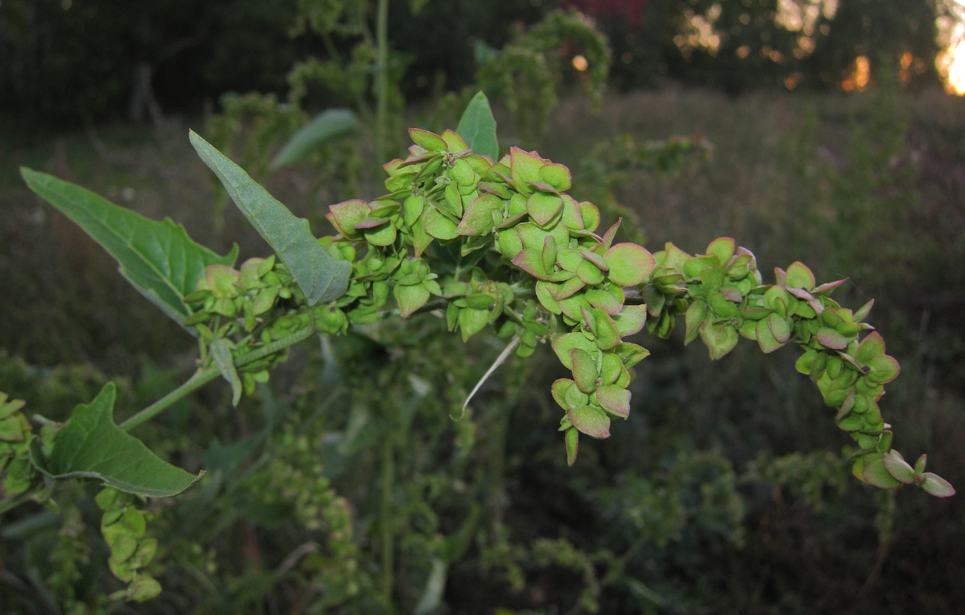 Изображение особи Atriplex sagittata.