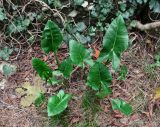 Arum italicum subspecies albispathum. Вегетирующие растения. Краснодарский край, Сочи, Хоста, у тропы. 08.11.2015.