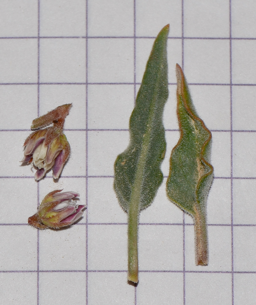 Image of Glossonema boveanum specimen.