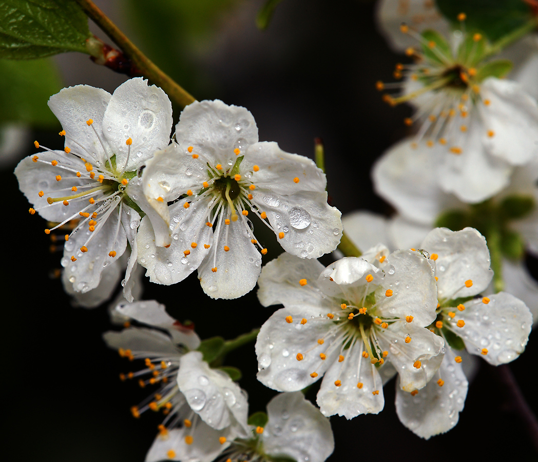 Изображение особи Prunus domestica.