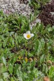 Dryas octopetala ssp. subincisa