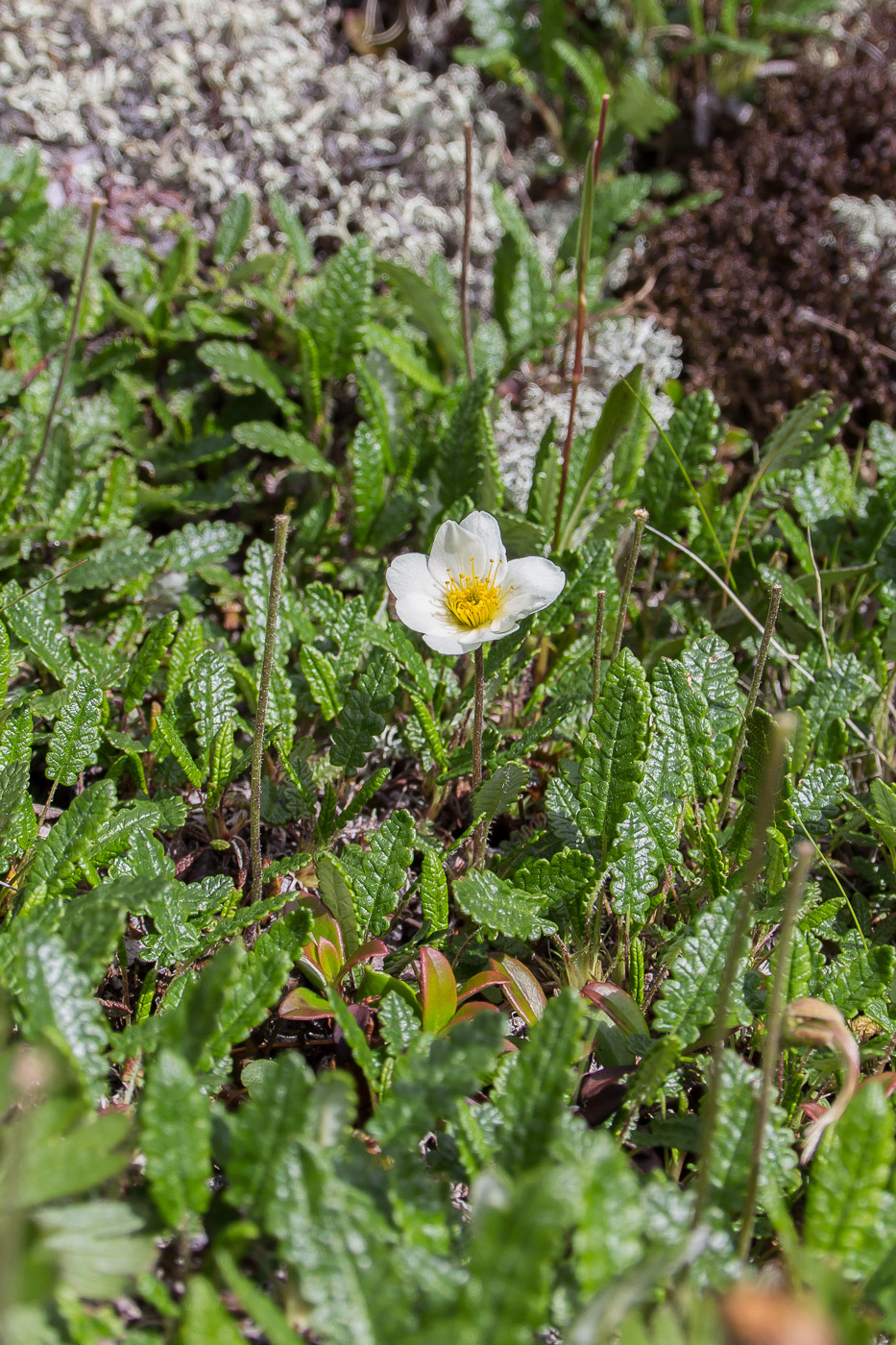 Image of Dryas octopetala ssp. subincisa specimen.