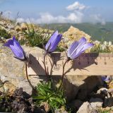 Campanula ciliata