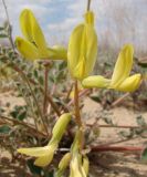 Astragalus flexus