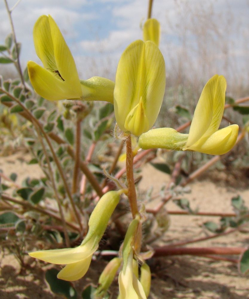 Изображение особи Astragalus flexus.