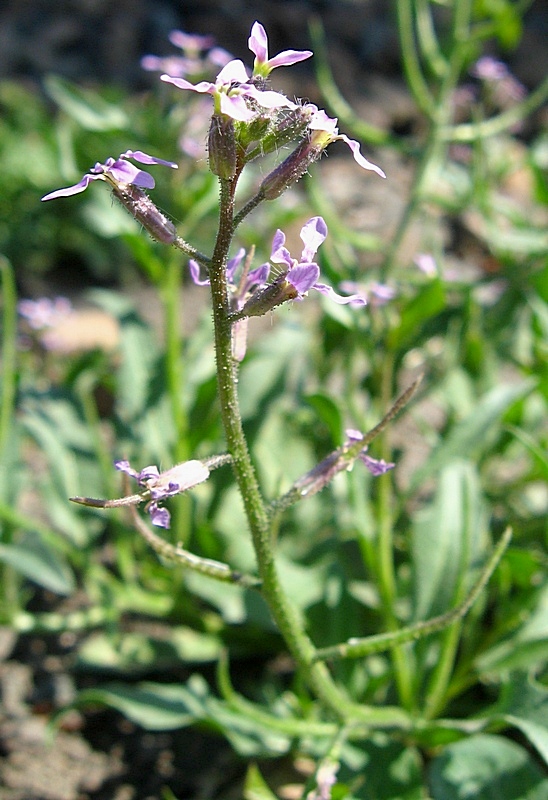 Image of Chorispora tenella specimen.