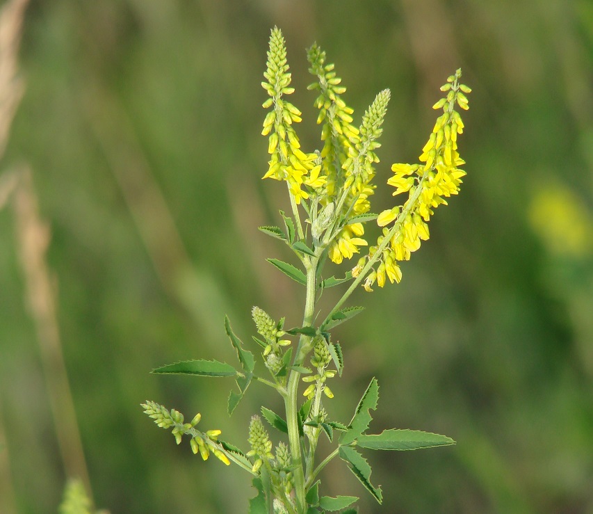 Изображение особи Melilotus officinalis.