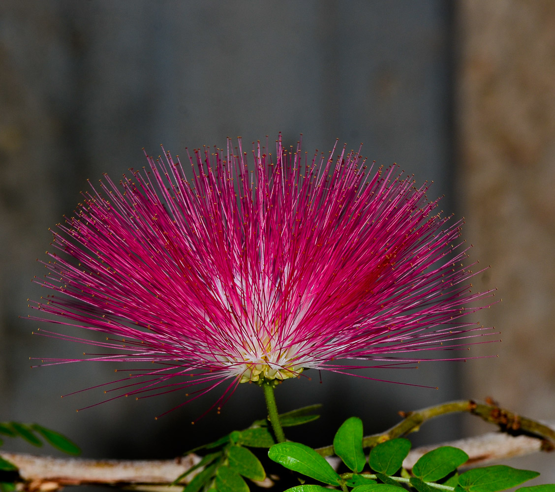 Изображение особи Calliandra haematocephala.