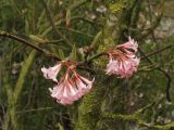 Viburnum farreri. Верхушка ветви с соцветиями. Нидерланды, Гронинген, парк Stadspark, в культуре. 22 марта 2009 г.