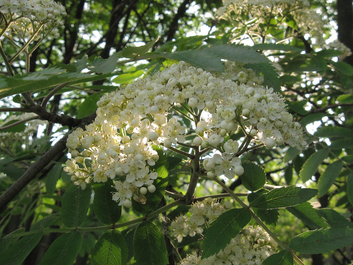 Image of Sorbus aucuparia specimen.