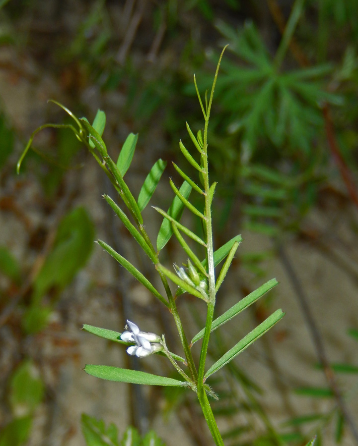 Изображение особи Vicia loiseleurii.