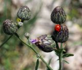 Centaurea adpressa. Верхушка побега с нераскрывшимися соцветиями и сидящей божьей коровкой. Кыргызстан, Нарынская обл., левый берег р. Нарын, окр. с. Алыш, вдоль дороги. 08.07.2015.