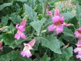 Rehmannia elata