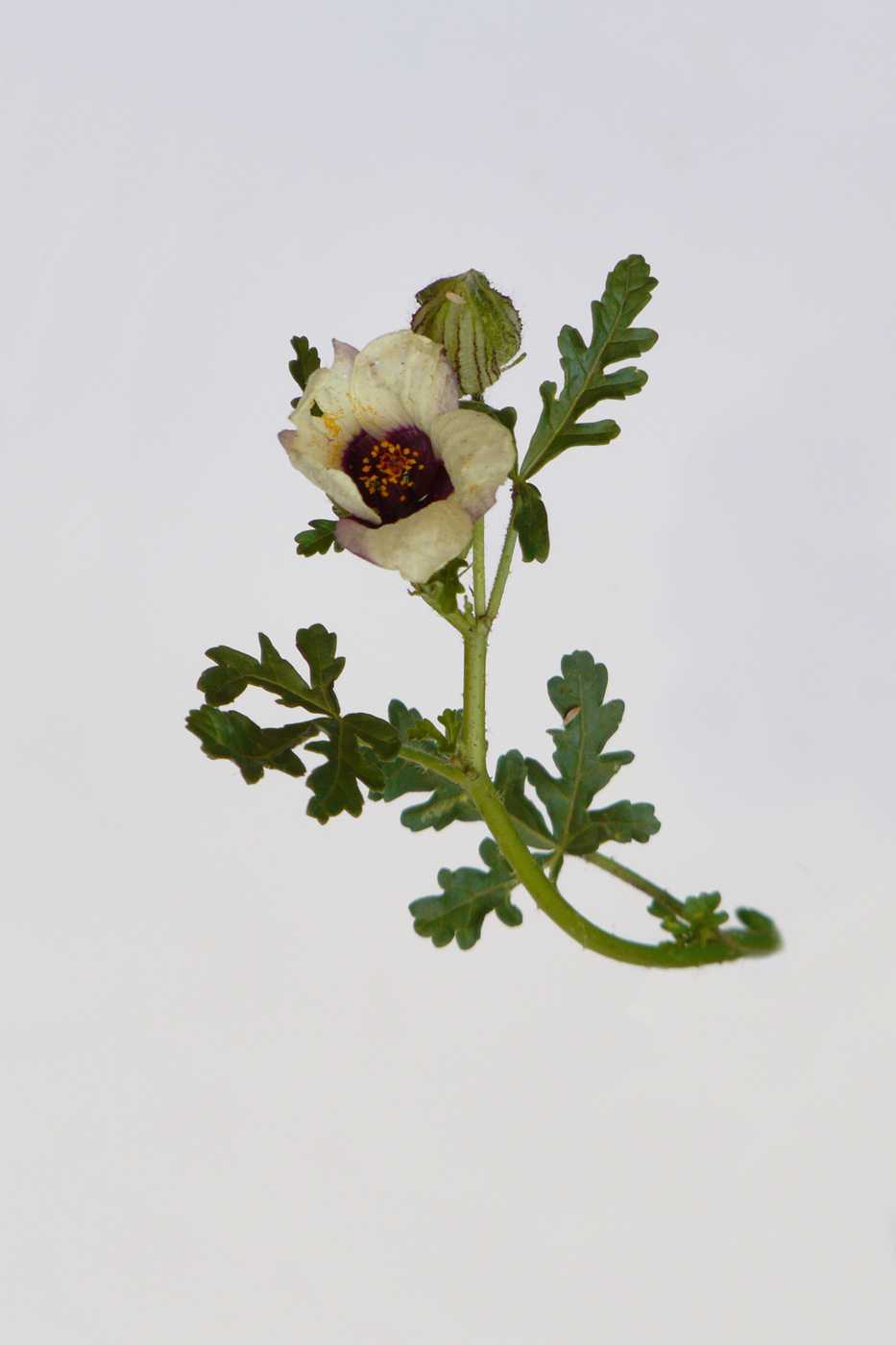 Image of Hibiscus trionum specimen.