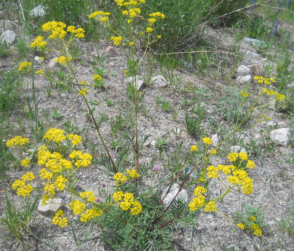 Image of Patrinia intermedia specimen.