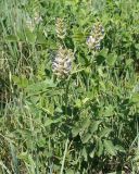Glycyrrhiza soongorica