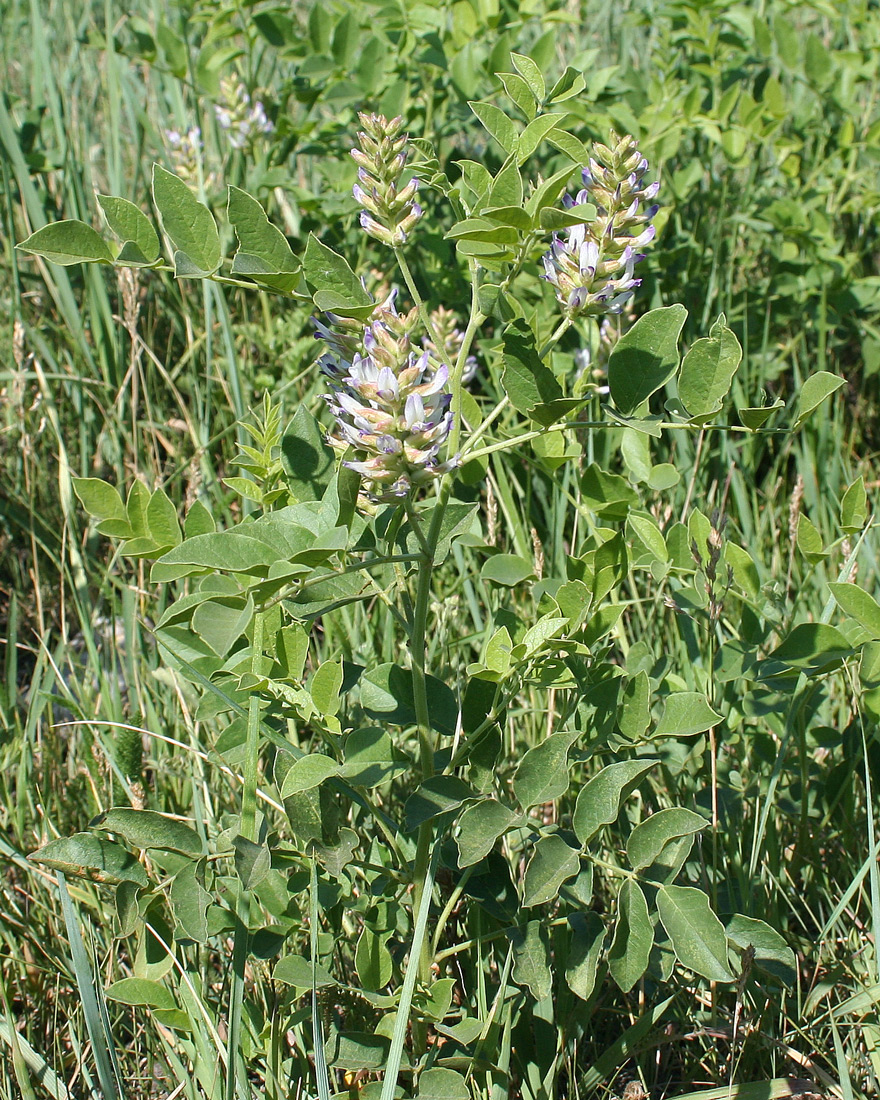 Изображение особи Glycyrrhiza soongorica.