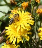 Hieracium umbellatum