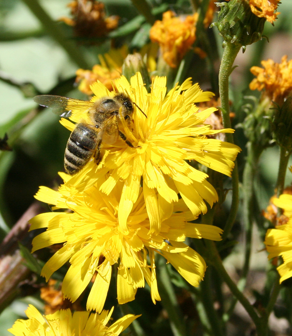 Изображение особи Hieracium umbellatum.