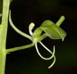 Image of specimen