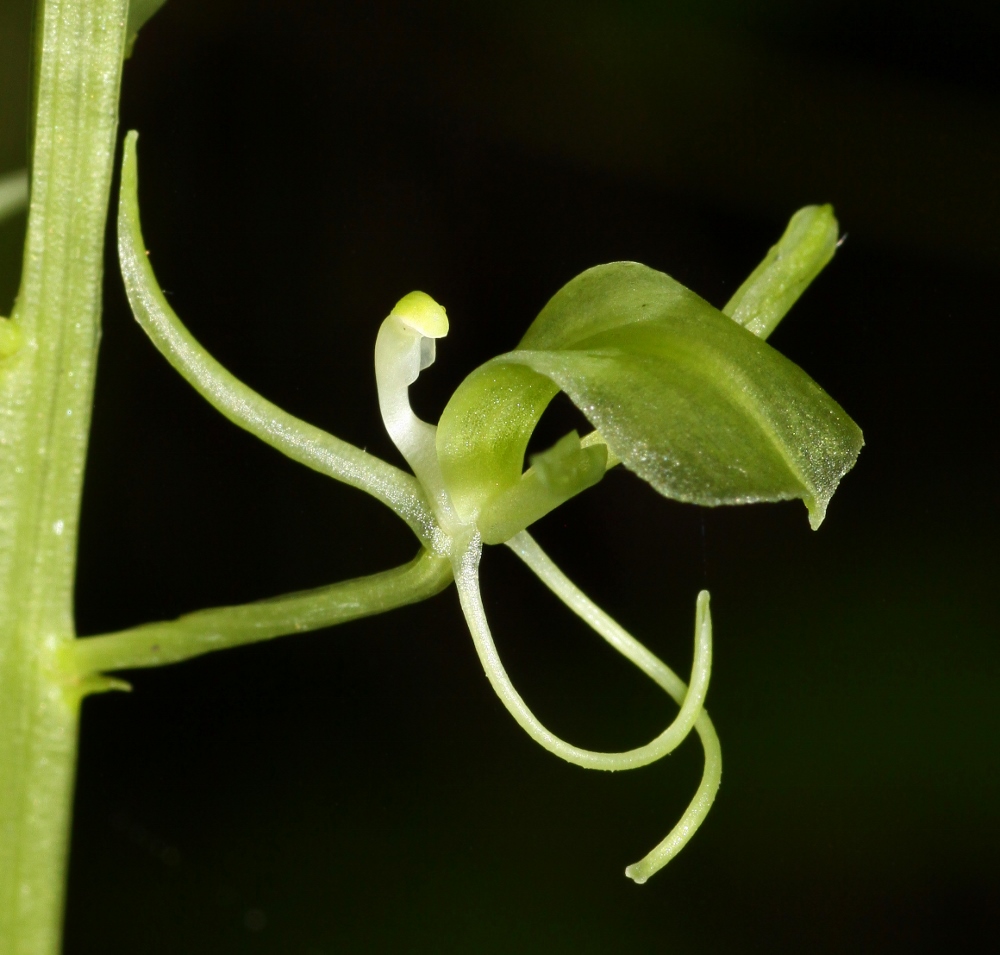 Изображение особи Liparis japonica.