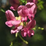 Lespedeza bicolor. Цветки и бутоны. Приморский край, Уссурийский р-н, окр. с. Монакино, поляна в широколиственном лесу. 06.07.2015.