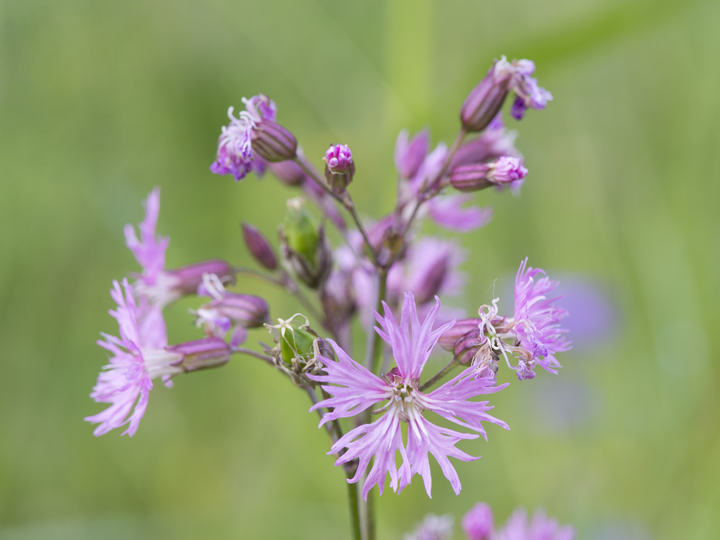 Изображение особи Coccyganthe flos-cuculi.