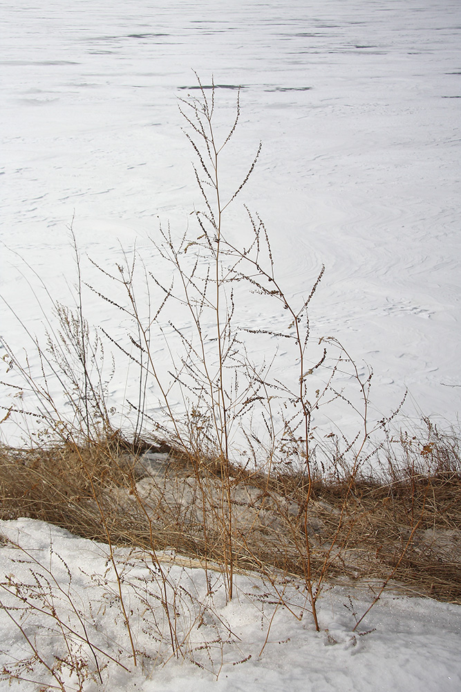 Image of Melilotus officinalis specimen.