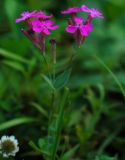 Silene armeria