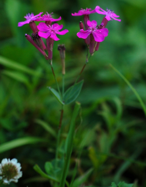 Image of Silene armeria specimen.