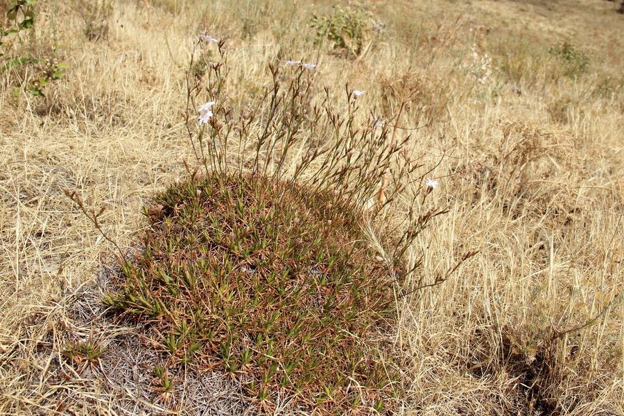 Image of Acantholimon nuratavicum specimen.