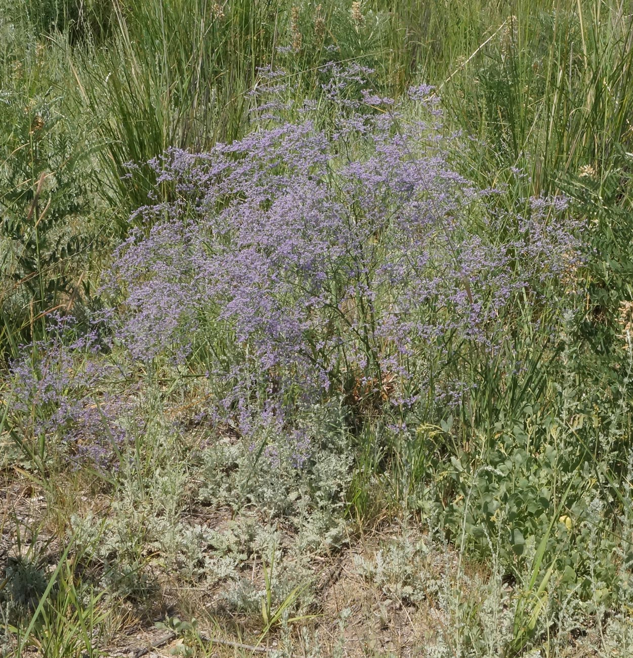 Изображение особи Limonium myrianthum.