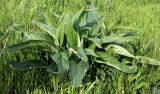 Phlomis pungens