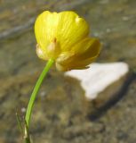 Ranunculus repens