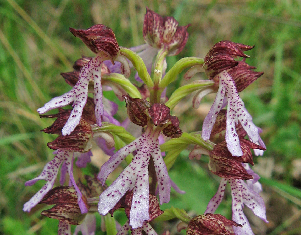 Изображение особи Orchis &times; angusticruris.