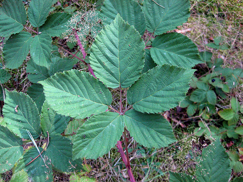 Изображение особи Rubus orthostachys.