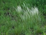 Stipa lessingiana