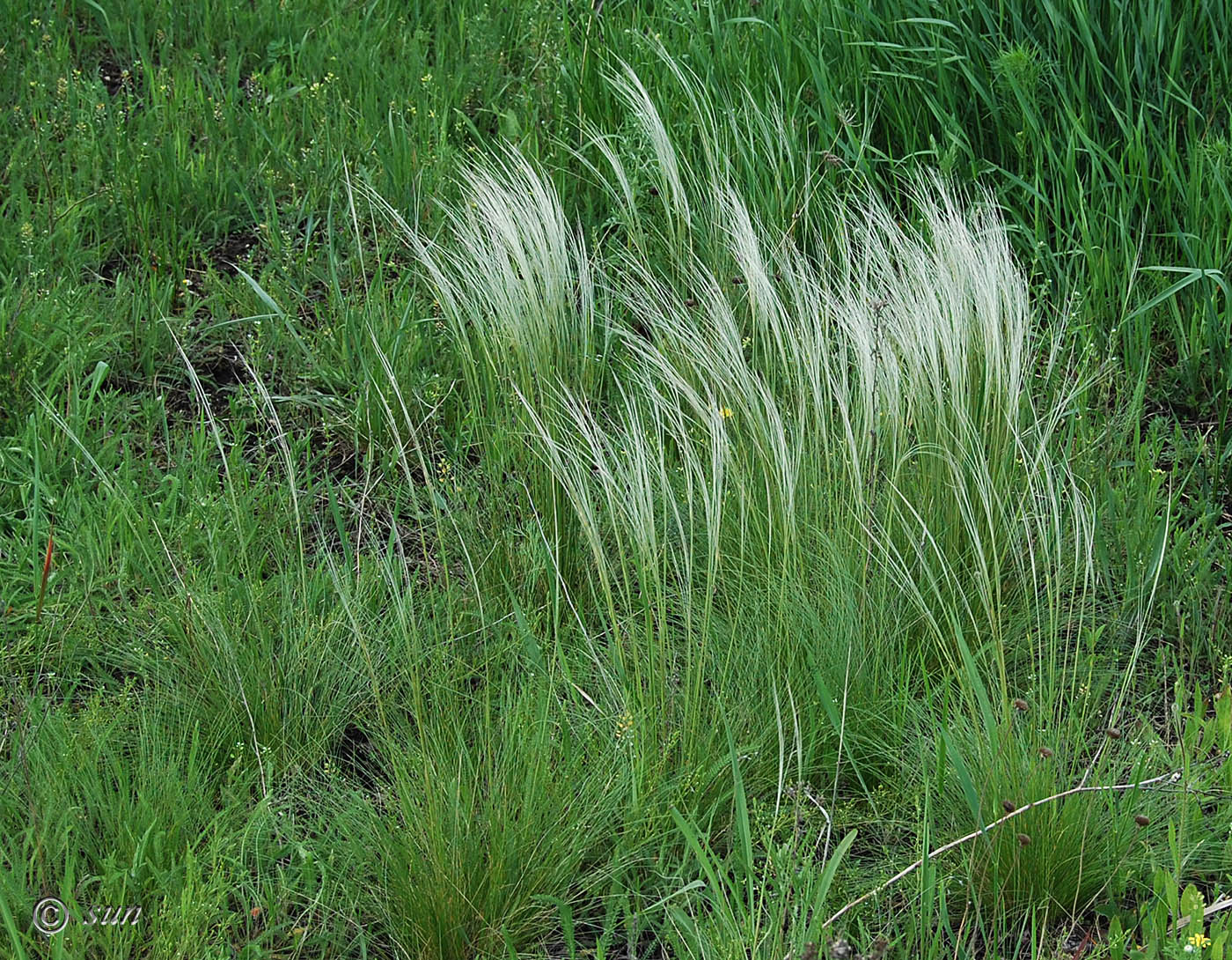 Image of Stipa lessingiana specimen.