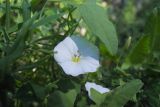 Convolvulus arvensis. Цветок и лист. Самарская обл., Ставропольский р-н, окр. с. Винновка, южный склон Жигулёвской возвышенности, остепнённый луг. 12.07.2006.